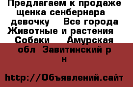 Предлагаем к продаже щенка сенбернара - девочку. - Все города Животные и растения » Собаки   . Амурская обл.,Завитинский р-н